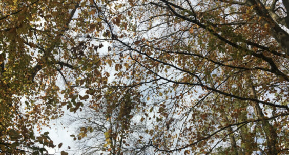 « Vie de chien » de Nicolas Vaissière