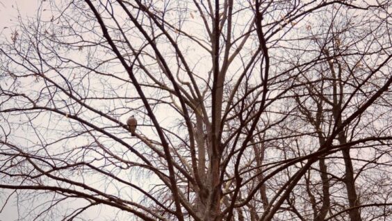 « À travers chant » d’André Cantor