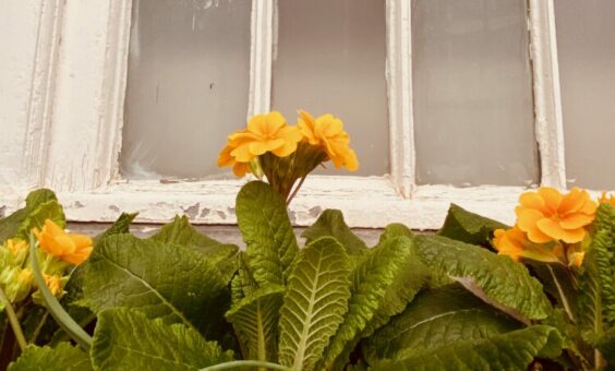 « Ci-gît Dieu » de Sarah Leseine