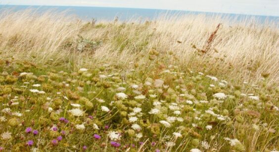 « Silence »  de  Candice Ruillier