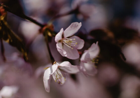 « Hanami », Nathalie Roux