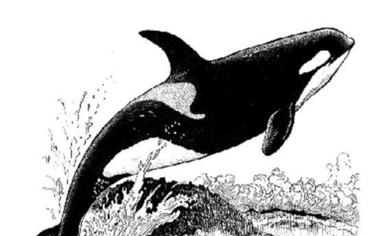 Horcynus Orca, Stefano D’Arrigo (Le Nouvel Attila), par Pierre Ahnne