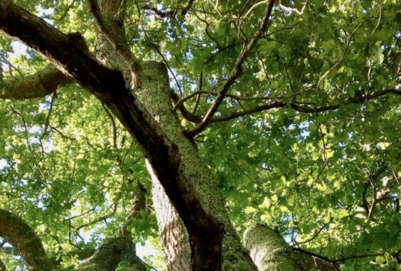 Écrire avec « Cher arbre », d’Albane Gellé : poésie sonore (podcast)