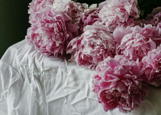 « Il n’y a plus de papillons », Anne Barousse