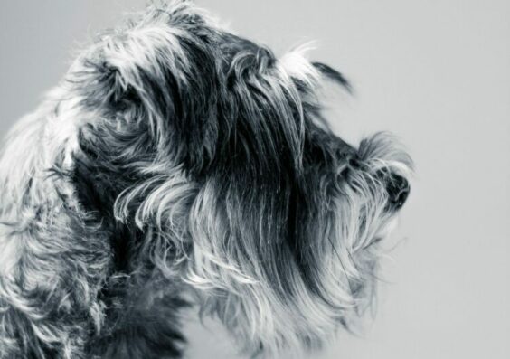 « Le chien et moi », Isabelle Vilain